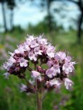 Origanum vulgare