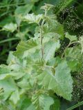 Betula pubescens