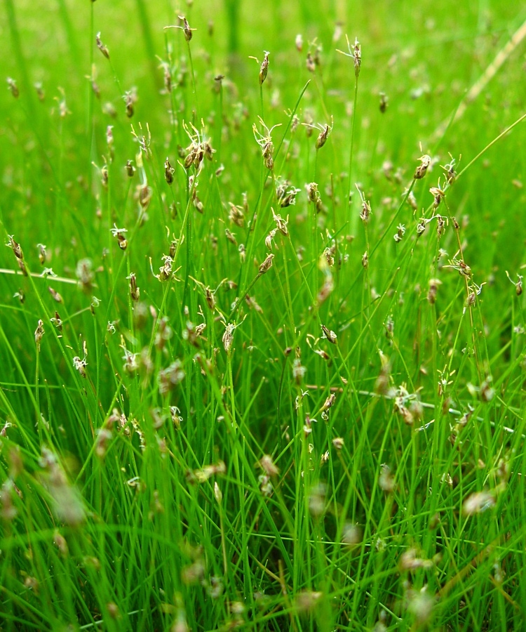 Изображение особи Eleocharis acicularis.