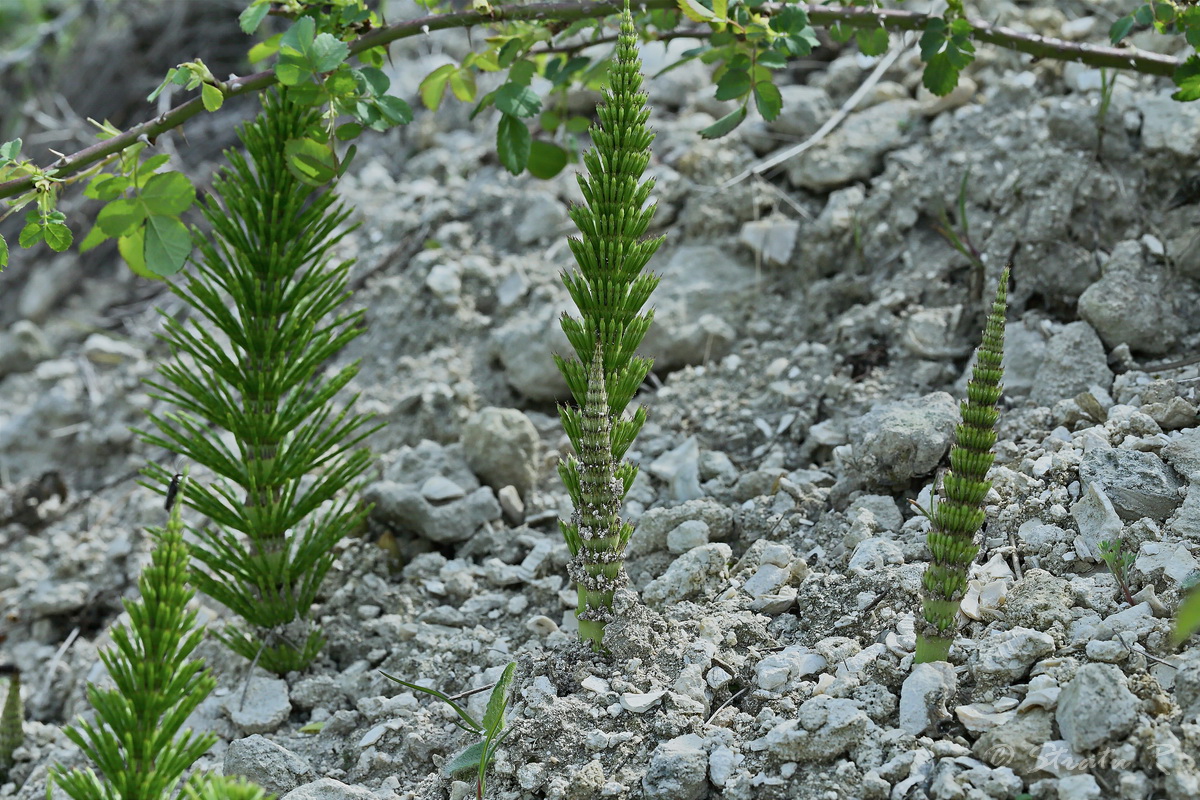 Изображение особи Equisetum telmateia.