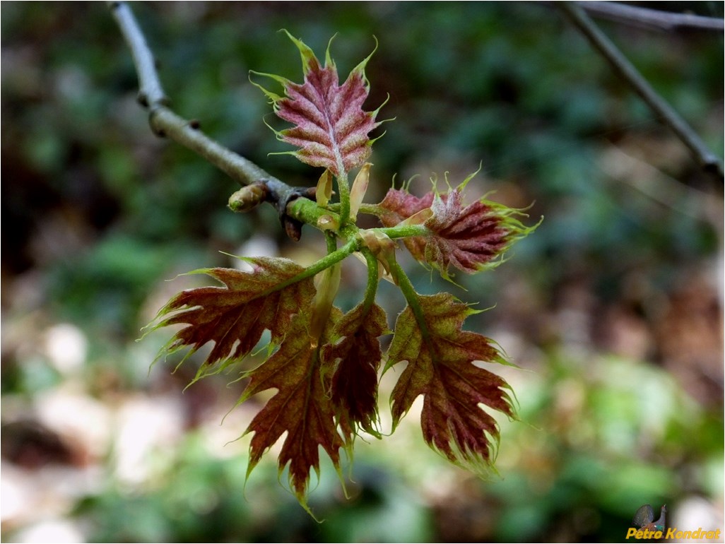 Изображение особи Quercus rubra.