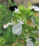 Teucrium chamaedrys