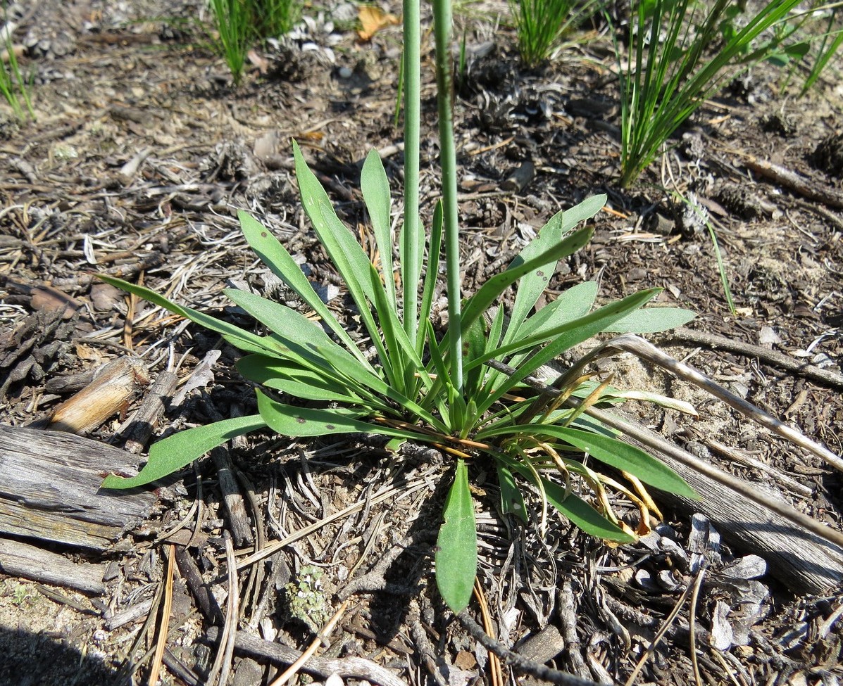 Изображение особи Silene chlorantha.