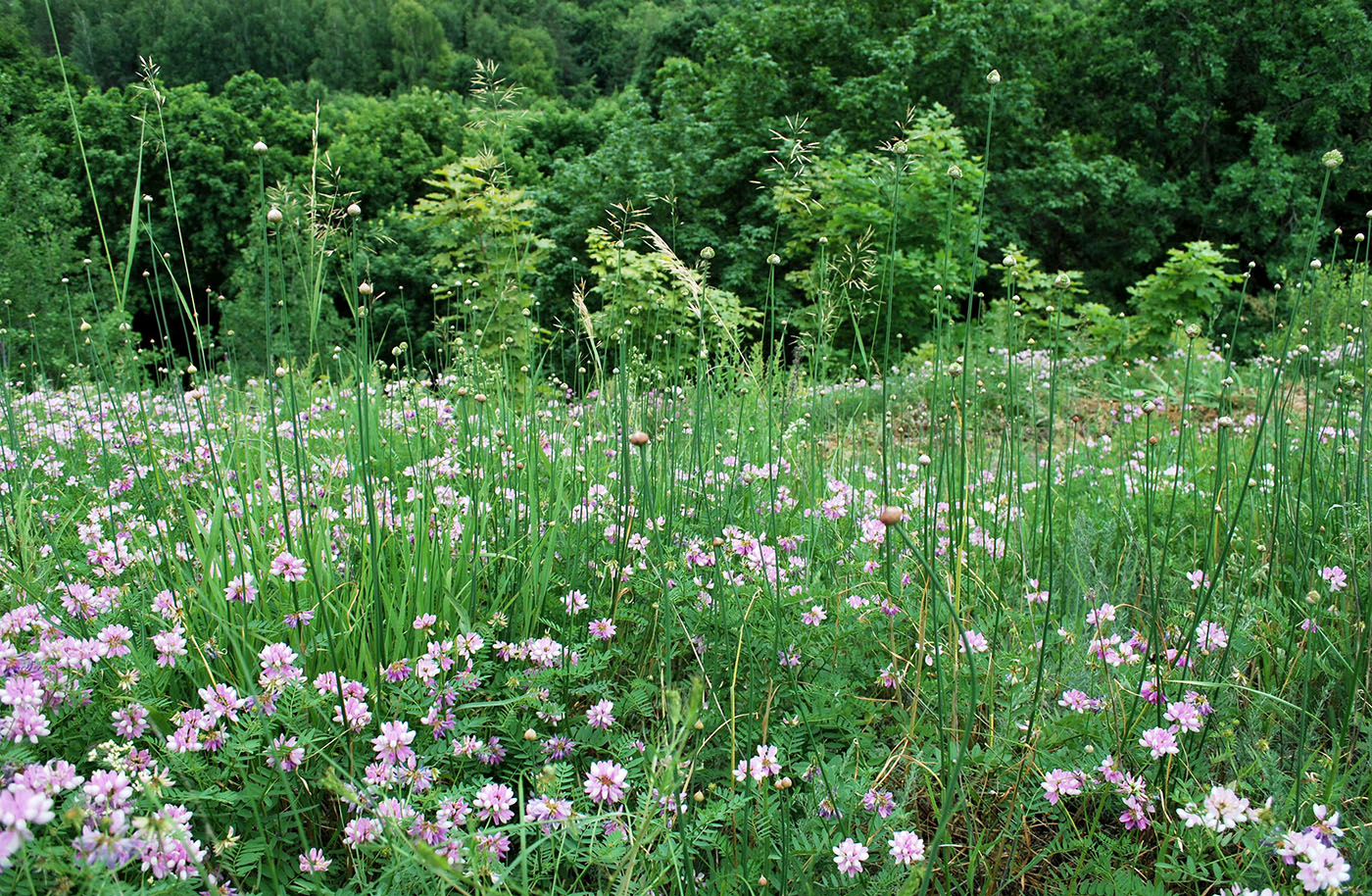 Изображение особи Allium rotundum.