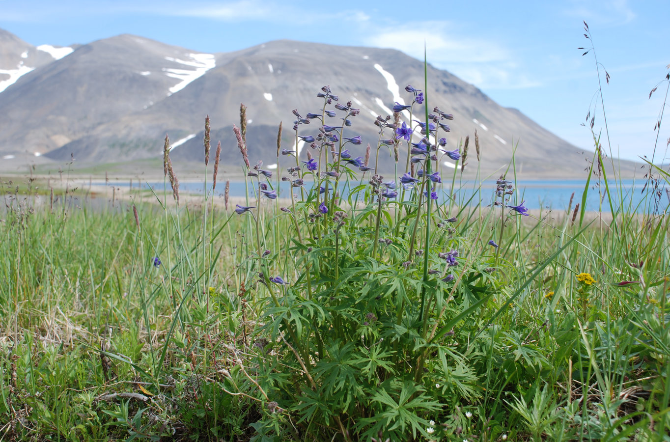 Image of Delphinium chamissonis specimen.