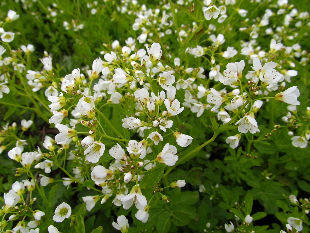 Изображение особи Cardamine amara.