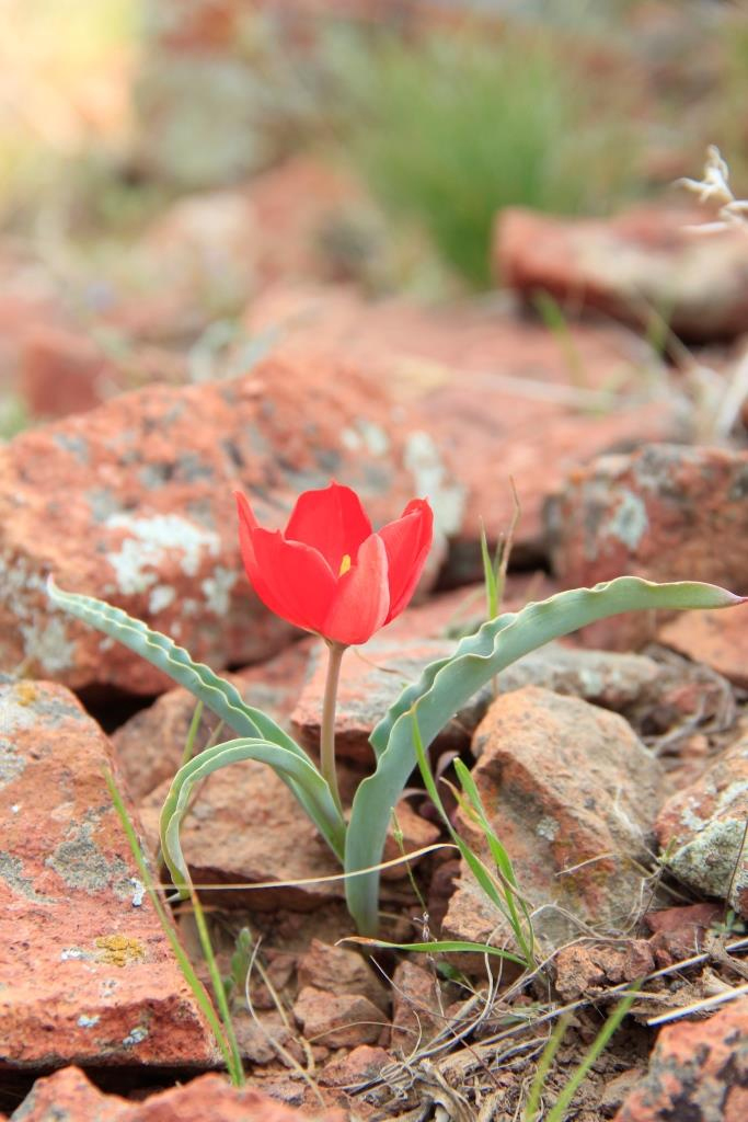 Изображение особи Tulipa korolkowii.