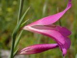 Gladiolus italicus