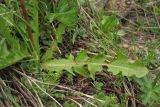 Taraxacum nigricans. Прикорневой лист. Украина, Закарпатская обл., Раховский р-н, хр. Свидовец, ≈ 1800 м н.у.м., альпийский луг. 2 июля 2010 г.