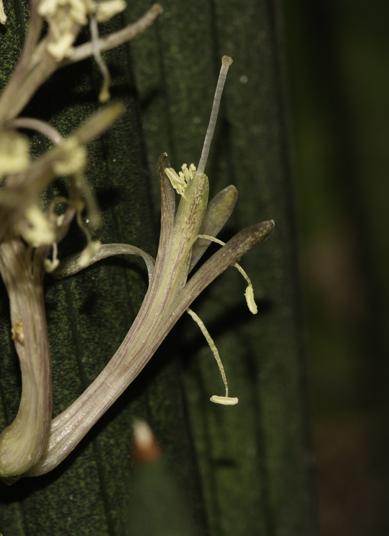 Изображение особи Sansevieria cylindrica.