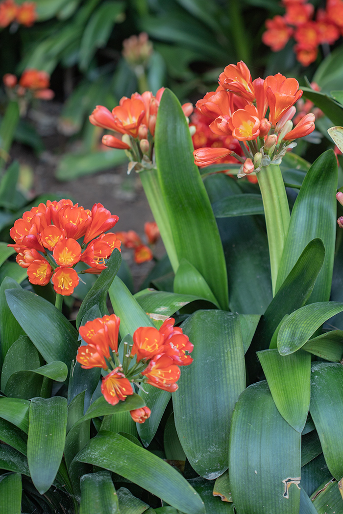 Изображение особи Clivia miniata.