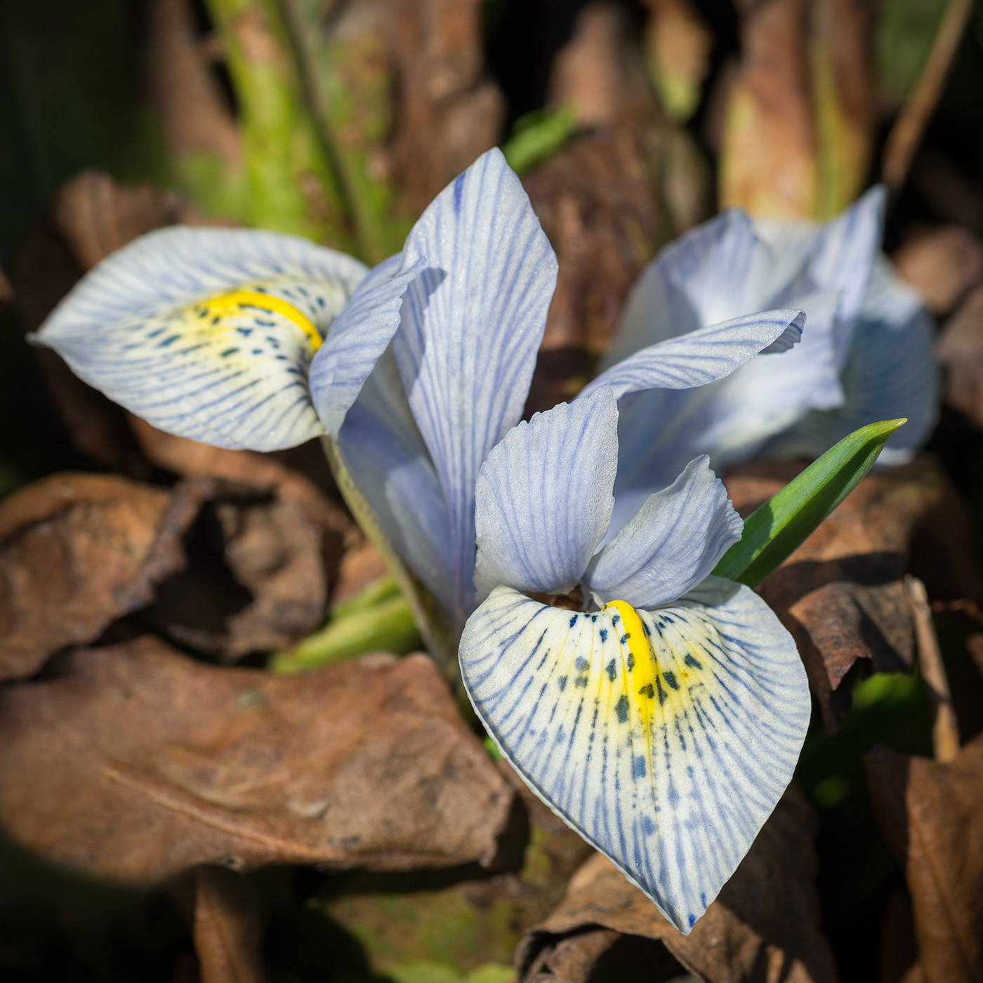 Изображение особи Iridodictyum &times; catharinae.