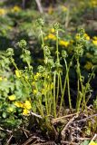 Athyrium filix-femina