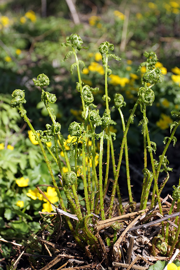 Изображение особи Athyrium filix-femina.