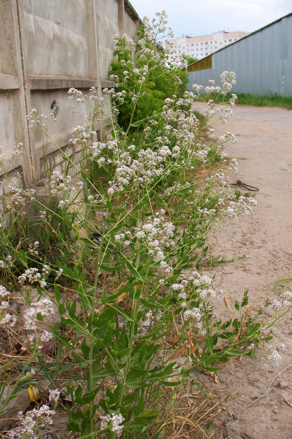 Изображение особи Lepidium latifolium.