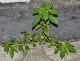 Acalypha australis