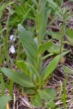 Veronica gentianoides