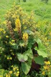 Ligularia stenocephala. Цветущее и плодоносящее растение. Иркутская обл., Иркутский р-н, дер. Позднякова, в культуре. 16.08.2019.