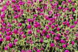 Gomphrena globosa