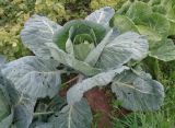 Brassica oleracea var. capitata