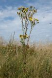 Senecio jacobaea. Верхняя часть отцветающего и плодоносящего растения. Беларусь, Витебская обл., окр. пос. Езерище, разнотравно-злаковый суходольный луг. 15.08.2020.