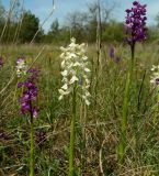 Anacamptis morio ssp. caucasica