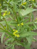 Erysimum cheiranthoides