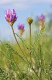 Astragalus onobrychis