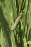 Acorus calamus