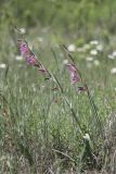 Gladiolus italicus