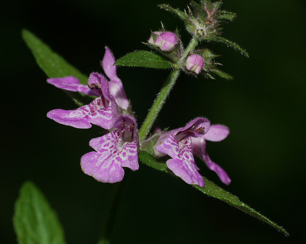 Изображение особи Stachys palustris.