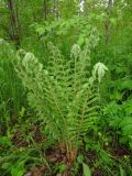 Polystichum braunii. Растение с почти полностью развернувшимися вайями. Томск, дол. левого притока р. Малая Киргизка, осиново-березовый лес. 26.05.2015.