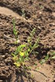 Chenopodium acerifolium