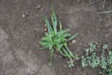 Plantago atrata