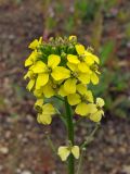 Erysimum hieraciifolium. Верхушка цветущего и плодоносящего побега. Магаданская обл., побережье бух. Гертнера, галечник. 15.07.2013.