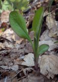 Bupleurum longifolium подвид aureum. Вегетирующее растение. Пермский край, Оханский р-н, Тулумбаихинское сельское поселение, Кунчурихинский бор, берёзовая роща. 03.05.2023.