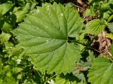 Humulus lupulus. Лист, повреждённый мучнистой росой (Erysiphales). Московская обл., Талдомский р-н, окр. СНТ \"Надежда\", смешанный лес с преобладанием ольхи. 15.06.2023.