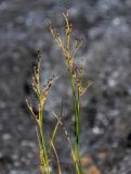 род Juncus