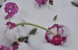 Primula denticulata. Соцветие засыпанного снегом растения. Свердловская обл., пгт Верхнее Дуброво, в культуре. 25.04.2024.