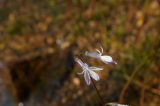 Lobelia dortmanna