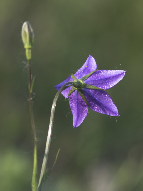 Изображение особи Campanula wolgensis.