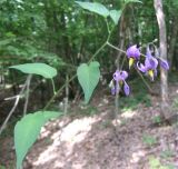 Solanum kitagawae