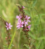 Lythrum salicaria