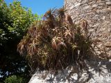 Aloe arborescens. Растения на каменной башне. Португалия, Обидуш. 16.07.2012.