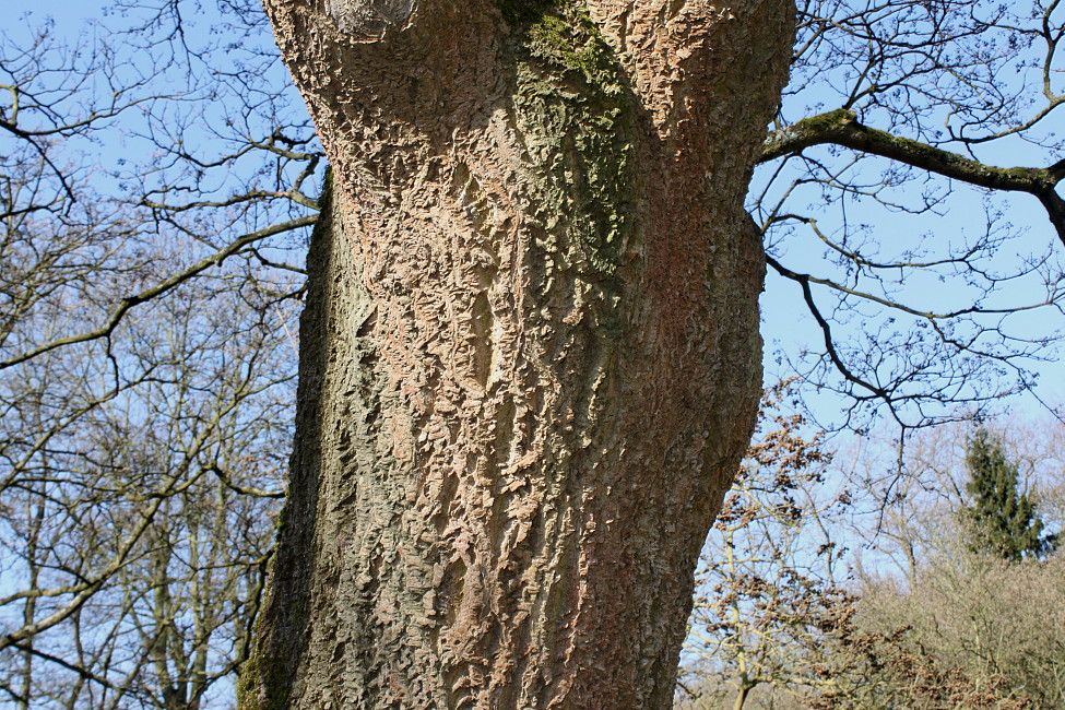 Изображение особи Phellodendron amurense.