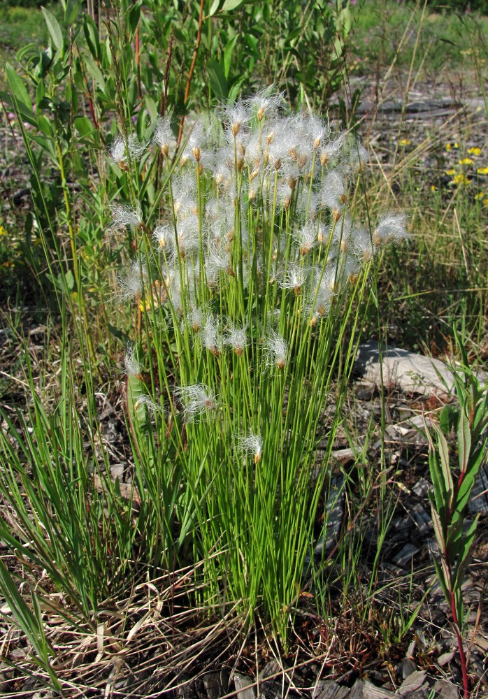 Изображение особи Trichophorum alpinum.