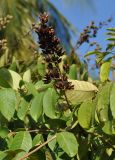 Lagerstroemia speciosa. Соплодие со вскрывшимися плодами. Таиланд, Чумпхон. 29.06.2013.