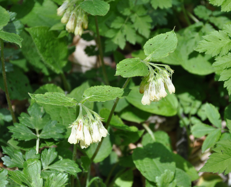 Изображение особи Symphytum grandiflorum.