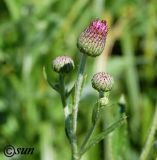 Cirsium incanum