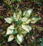 Hosta fortunei